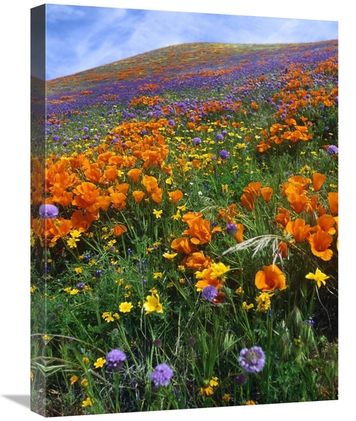 Global Gallery GCS-460934-1824-142 18 x 24 in. California Poppy & Othe