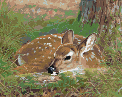 Paint by Numbers - LYING FAWN IN THE GRASS (ABRAHAM HUNTER)