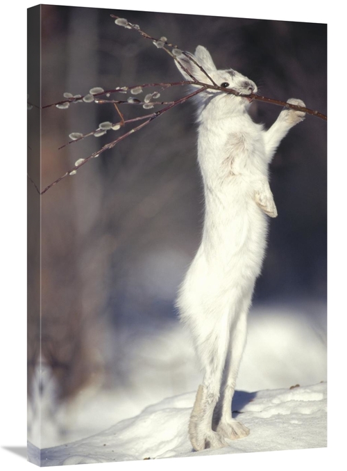 Global Gallery GCS-451848-2030-142 20 x 30 in. Snowshoe Hare Feeding o