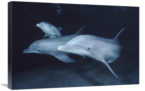 Global Gallery GCS-450661-2030-142 20 x 30 in. Bottlenose Dolphin Unde