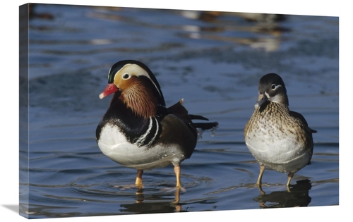 Global Gallery GCS-452283-2030-142 20 x 30 in. Mandarin Duck Male & Fe