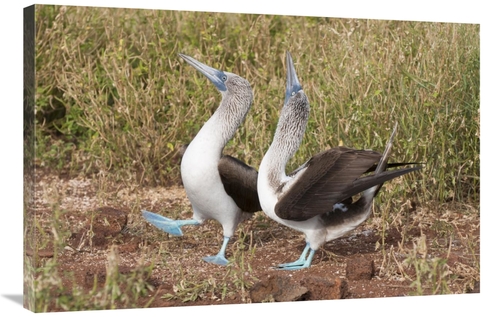 Global Gallery GCS-395634-2436-142 24 x 36 in. Blue-Footed Booby Pair 