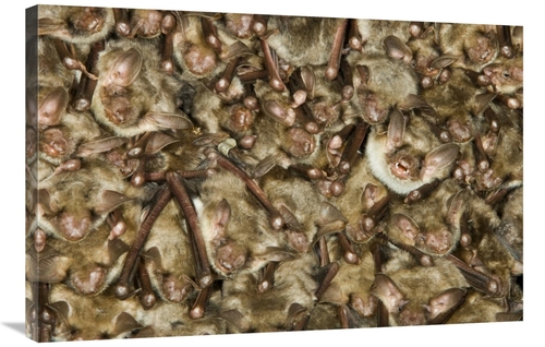 Global Gallery GCS-395314-2436-142 24 x 36 in. Greater Mouse-Eared Bat