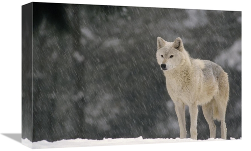 Global Gallery GCS-452724-1218-142 12 x 18 in. Timber Wolf Female Port