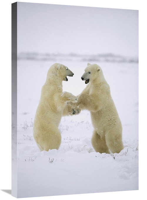 Global Gallery GCS-452503-2030-142 20 x 30 in. Polar Bear Two Males Pl