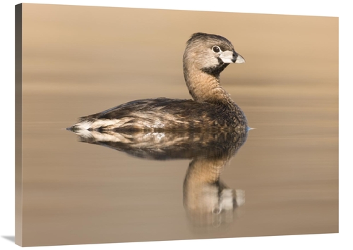 Global Gallery GCS-397419-3040-142 30 x 40 in. Pied-Billed Grebe in Br