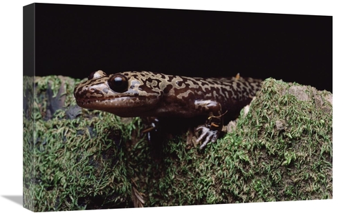 Global Gallery GCS-450724-1624-142 16 x 24 in. Pacific Giant Salamande