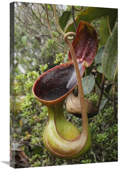 Global Gallery GCS-397555-2030-142 20 x 30 in. Lows Pitcher Plant Pitc