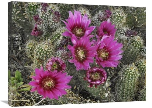 Global Gallery GCS-396021-2432-142 24 x 32 in. Hedgehog Cactus Floweri