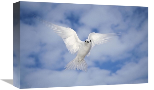 Global Gallery GCS-395654-1218-142 12 x 18 in. White Tern Also Known A