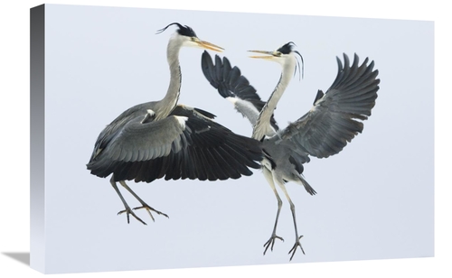 Global Gallery GCS-398492-1624-142 16 x 24 in. Grey Heron Pair Fightin