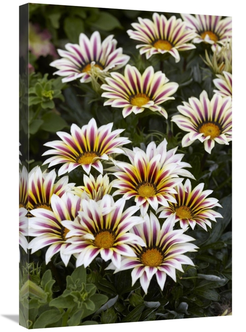 Global Gallery GCS-398397-2030-142 20 x 30 in. Gazania Big Kiss White 