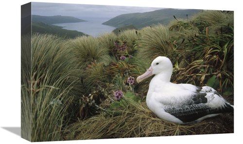 Global Gallery GCS-451068-1218-142 12 x 18 in. Southern Royal Albatros