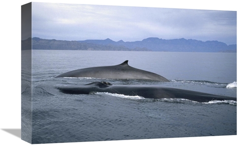 Global Gallery GCS-451080-1218-142 12 x 18 in. Fin Whale in Winter Fee