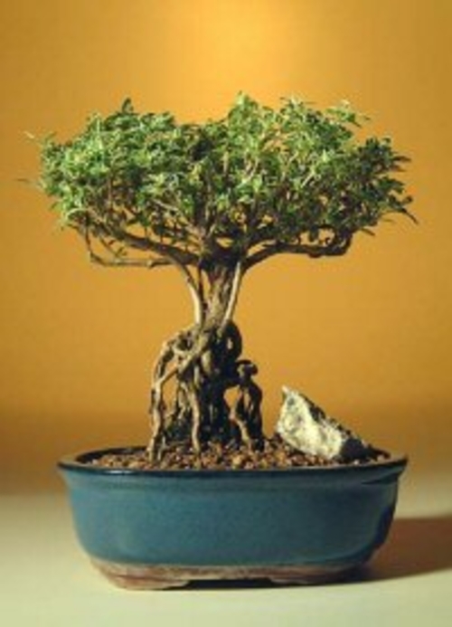 Flowering Mount Fuji Serissa Bonsai Tree With Raised Roots (serissa