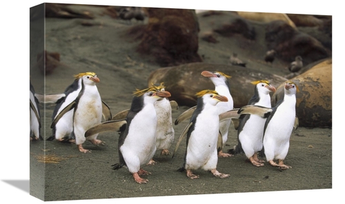 Global Gallery GCS-452442-1218-142 12 x 18 in. Royal Penguin Group on 