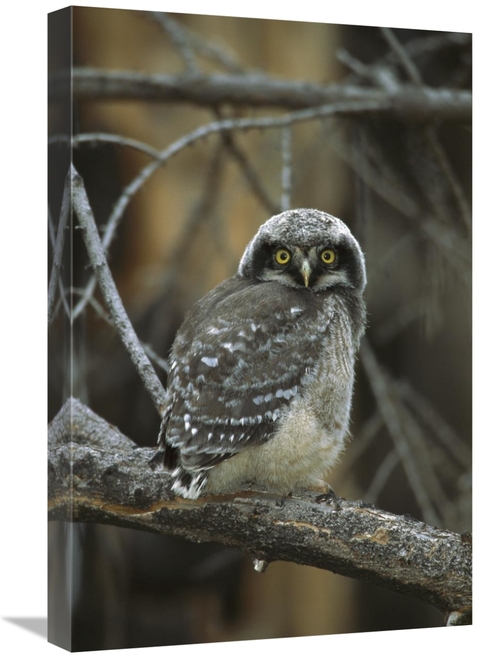 Global Gallery GCS-453320-1624-142 16 x 24 in. Northern Hawk Owl Chick