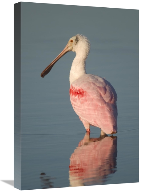 Global Gallery GCS-397325-1624-142 16 x 24 in. Roseate Spoonbill, 