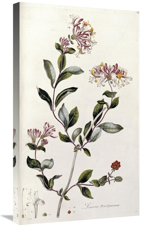 Global Gallery GCS-266137-30-142 30 in. A Colour Plate from Curtis Flo