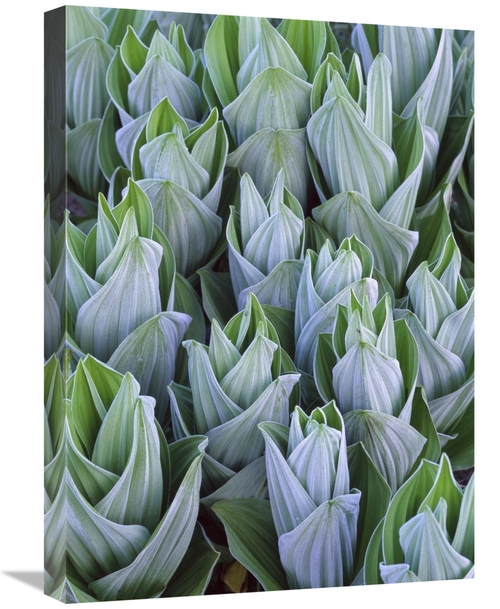 Global Gallery GCS-452049-1824-142 18 x 24 in. False Hellebore with Fr