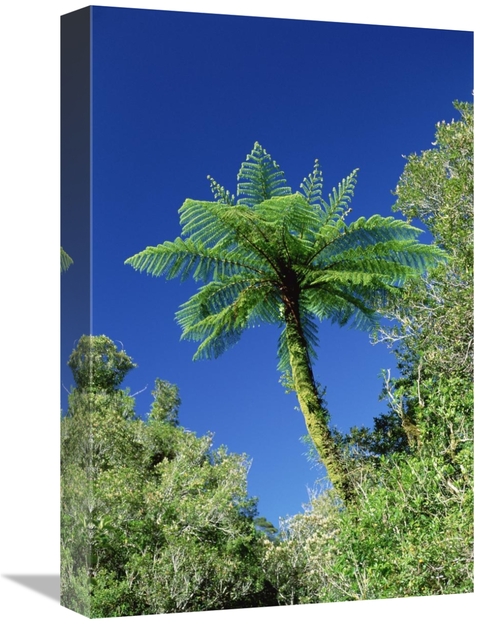 Global Gallery GCS-452465-1218-142 12 x 18 in. Tree Ferns Near Bullock