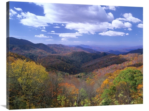 Global Gallery GCS-397158-3040-142 30 x 40 in. Deciduous Forest in the