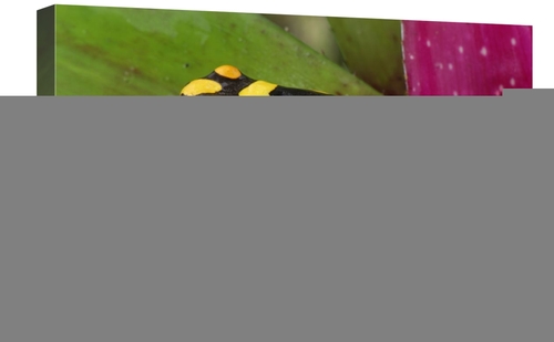 Global Gallery GCS-397648-1624-142 16 x 24 in. Harlequin Poison Dart F