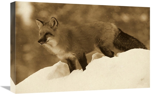 Global Gallery GCS-453680-1624-142 16 x 24 in. Red Fox Standing At the