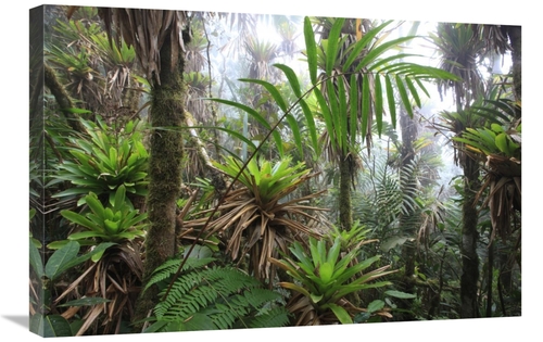 Global Gallery  20 x 30 in. Bromeliad & Tree Fern At 1600 Meters Altit