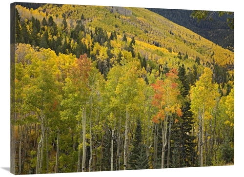 Global Gallery GCS-396872-3040-142 30 x 40 in. Aspen Trees in Autumn&#