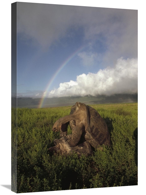 Global Gallery GCS-451162-2030-142 20 x 30 in. Galapagos Giant Tortois