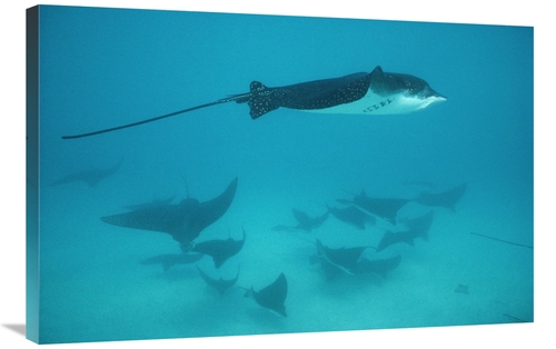 Global Gallery GCS-451271-2436-142 24 x 36 in. Spotted Eagle Ray Schoo