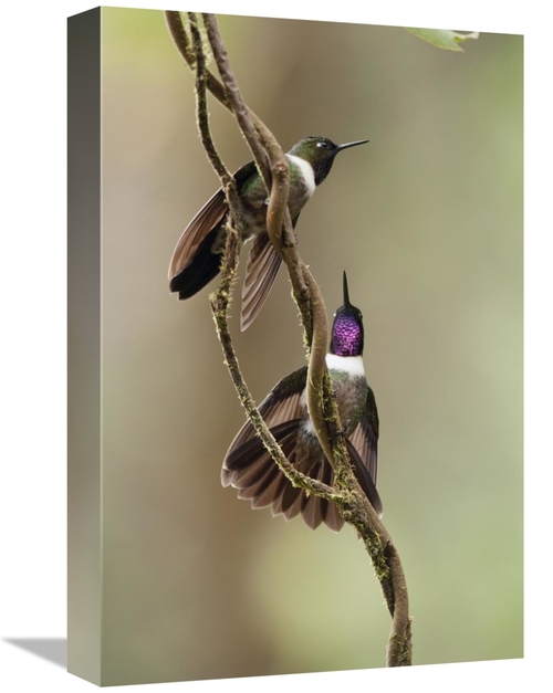 Global Gallery GCS-395564-1218-142 12 x 18 in. Amethyst-Throated Sunan