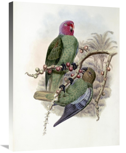 Global Gallery GCS-277793-30-142 30 in. Tenimber Parrot Art Print - Jo