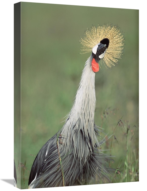 Global Gallery GCS-395968-1624-142 16 x 24 in. Grey Crowned Crane,