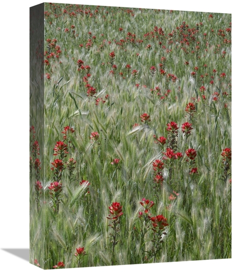 Global Gallery GCS-452212-1216-142 12 x 16 in. Indian Paintbrush & Fox