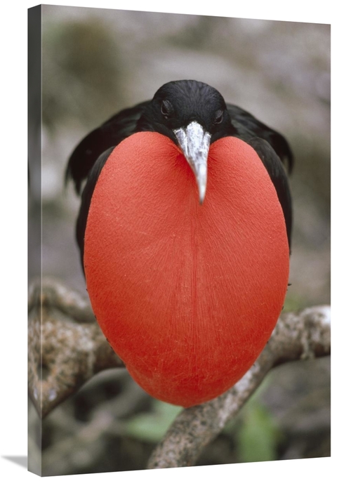 Global Gallery GCS-451152-2030-142 20 x 30 in. Great Frigatebird Male 