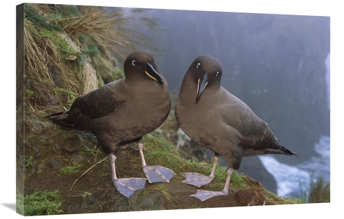 Global Gallery GCS-451798-2436-142 24 x 36 in. Sooty Albatross Pair on