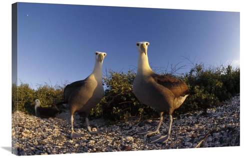 Global Gallery GCS-451410-2436-142 24 x 36 in. Waved Albatross Pair in