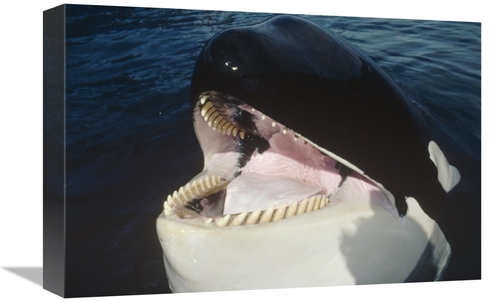 Global Gallery GCS-450564-1218-142 12 x 18 in. Orca Portrait, Nort