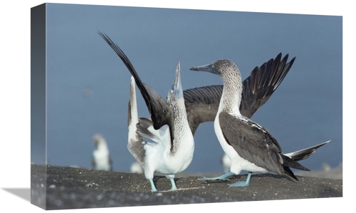 Global Gallery GCS-451096-1218-142 12 x 18 in. Blue-Footed Booby Sky P