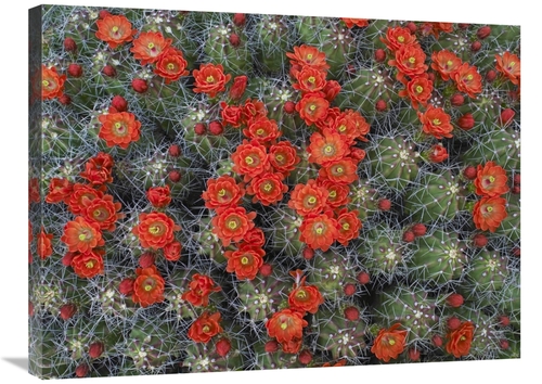 Global Gallery GCS-396537-2432-142 24 x 32 in. Claret Cup Cactus Detai