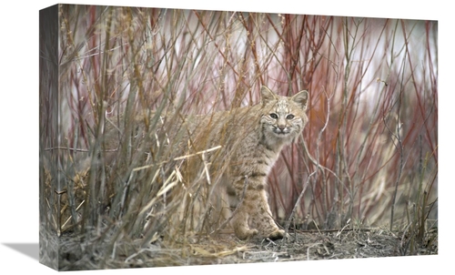 Global Gallery GCS-451865-1218-142 12 x 18 in. Bobcat Juvenile Emergin