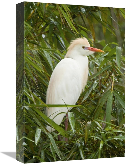 Global Gallery GCS-397327-1218-142 12 x 18 in. Cattle Egret in Breedin