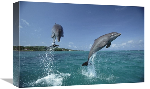 Global Gallery GCS-452357-1218-142 12 x 18 in. Bottlenose Dolphin Pair