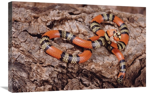 Global Gallery GCS-397690-2030-142 20 x 30 in. Aquatic Coral Snake on 