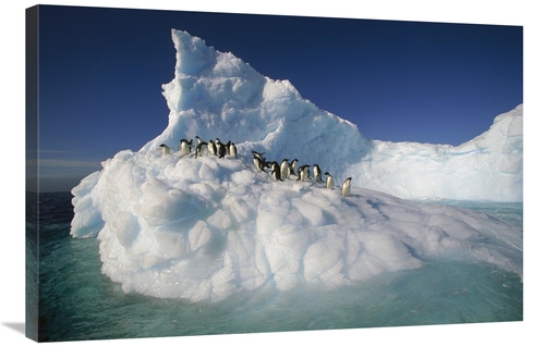 Global Gallery GCS-397783-2436-142 24 x 36 in. Adelie Penguin Group on