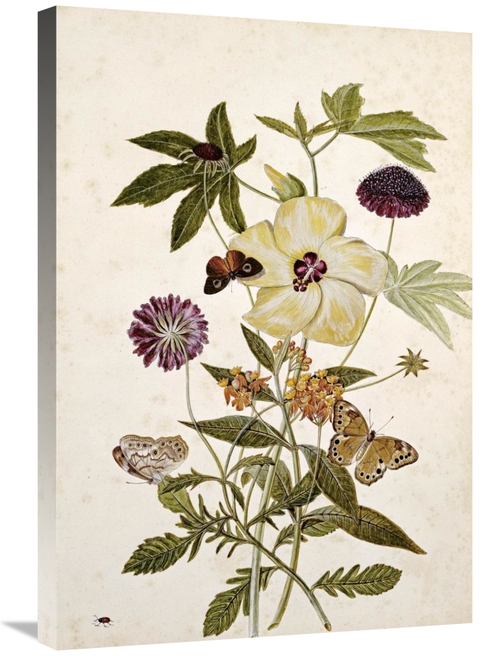 Global Gallery GCS-268474-30-142 30 in. Milkweed, Poppy & Hibiscus