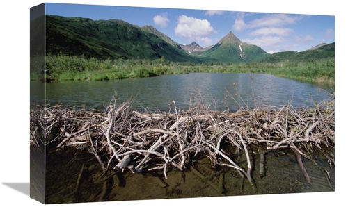 Global Gallery GCS-452997-1218-142 12 x 18 in. American Beaver Dam,