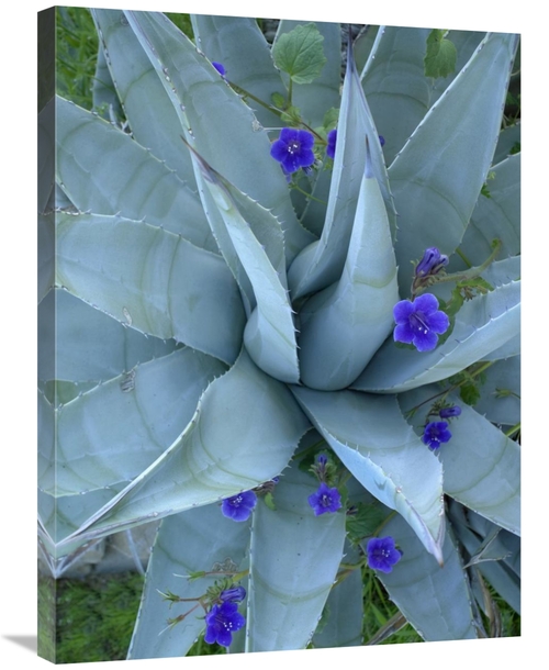 Global Gallery GCS-452213-2432-142 24 x 32 in. Bluebell & Agave, N